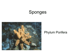 2.Sponges