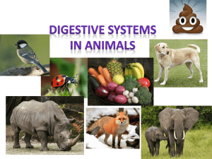 Digestive Systems in Animals