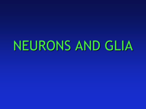 Chapter 02: Neurons and Glia