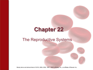 Chapter 22 The Reproductive Systems
