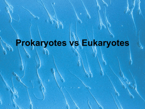 Eukaryotic