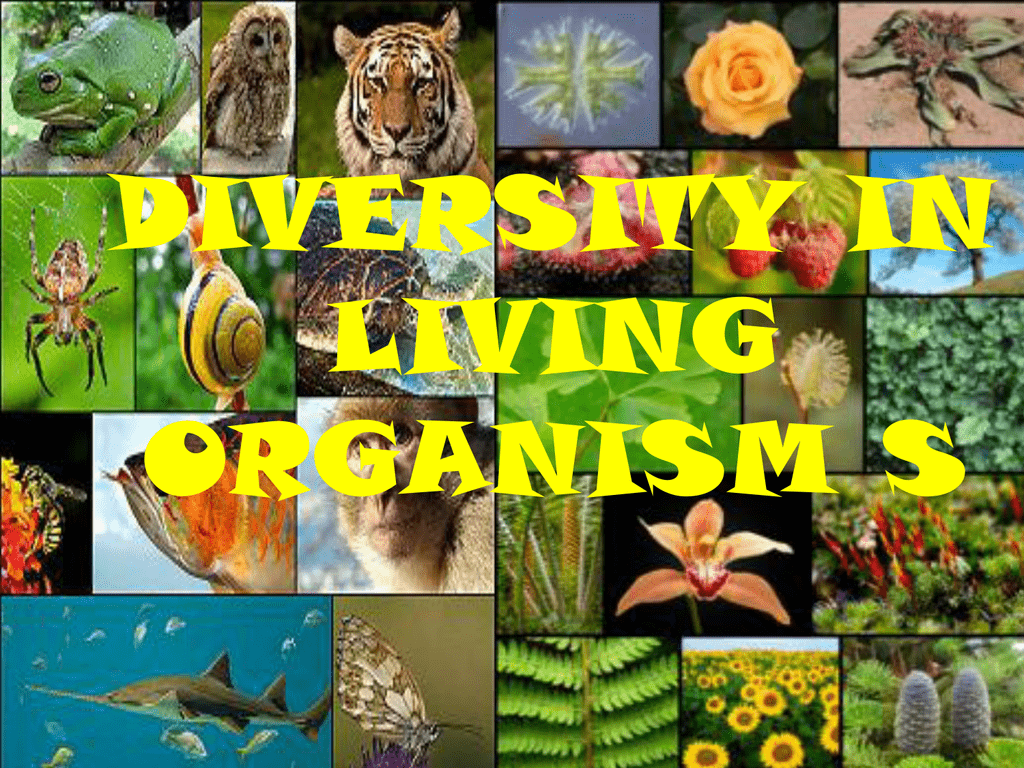 diversity in living organisms essay in english