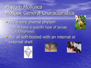 Phylum Mollusca - SD43 Teacher Sites