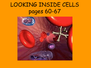 LOOKING INSIDE CELLS - Conackamack Middle School