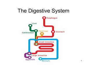 Learning Outcome I: The Digestive System