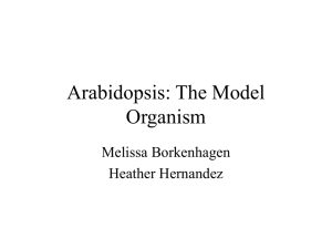 Arabidopsis: The Model Organism