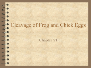 Cleavage of Frog and Chick Eggs