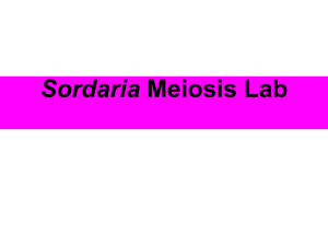 Sordaria Lab11