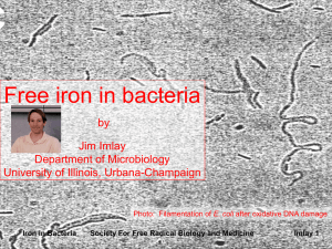 Free iron in bacteria