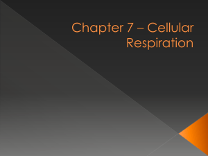 Chapter 7 * Cellular Respiration
