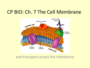 CP BIO: Ch. 7 The Cell Membrane - Northern Highlands Regional HS