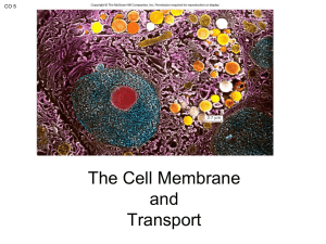 Ch 5 Cell Membrane and Transport