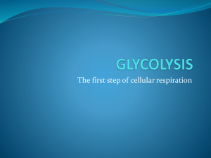 GLYCOLYSIS1 375KB Nov 04 2011 08:36:35 AM