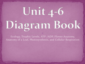 Unit 4-6 Diagram Book