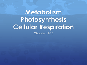 Metabolism and Energy