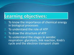 Energy in cells - Skinners` School Science