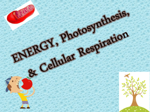 Photosynthesis