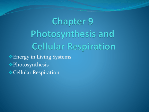 chapter 9 photosynthesis & cellular respiration