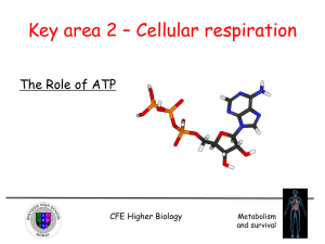 Key area 2 * Cellular respiration
