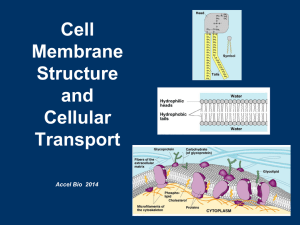 Accel Cell Transport CLASS NOTES Slides