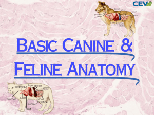 Canine and Feline Anatomy