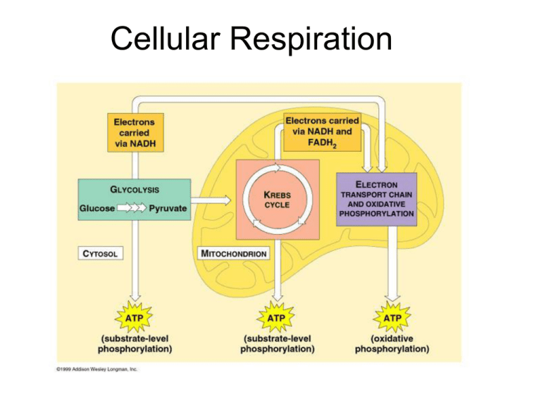 cellular-respiration