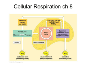 Ch 8 Cellular Respiration