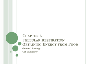 Chapter 6 Cellular Respiration