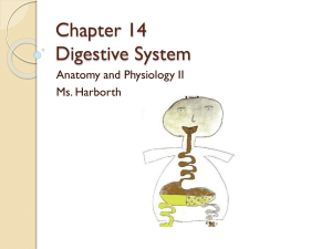 Chapter 14 Digestive System