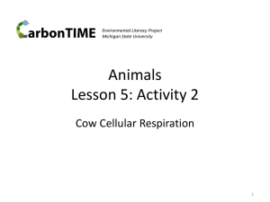 Lesson 5.2 Cow Cellular Respiration Presentation