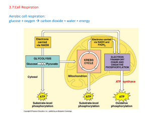 3.7:Cell Respiration Aerobic cell respiration: glucose