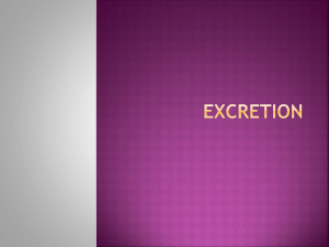 chapter 12 - excretion