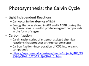 Photosynthesis: the Calvin Cycle