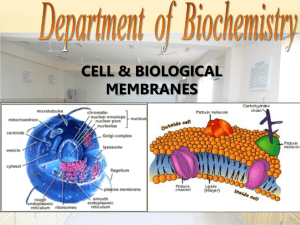 Biomolecules, cell and cell membrane