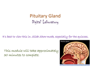 pituitary gland – anterior lobe
