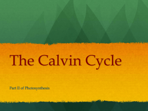 The Calvin Cycle C3 Cycle