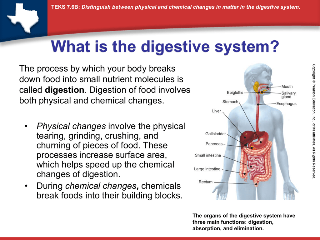 Differences Between Physical And Chemical Digestion