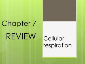 IIS1 Chapter 7- cellular respiration REVIEW
