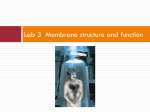 The Membrane: Overview