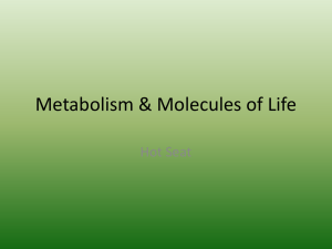 Hot Seat - Metabolism and Organic Molecules