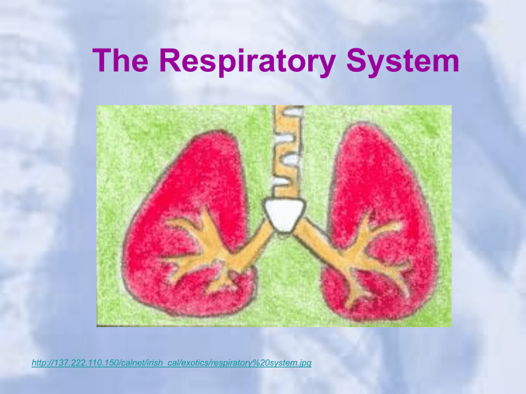 the-respiratory-system-mrs-grigar