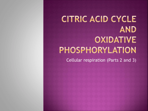 Citric Acid Cycle and Ox. Phosphorylyation