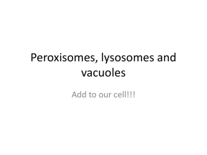 peroxisomes lysosomes vacculoes