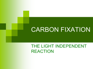 Powerpoint Presentation: Carbon Fixation
