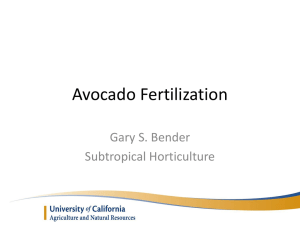 Avocado Fertilization
