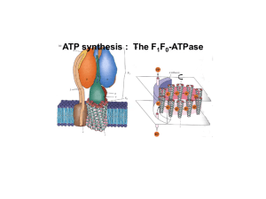 ATP synthesis