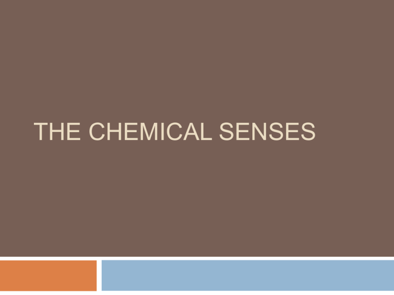 chemical-senses