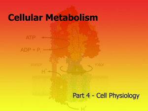 Cellular Metabolism