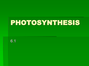 ch 6 - Photosynthesis ppt