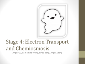 electron transport and chemiosmosis 1063KB Nov 04 2011 08